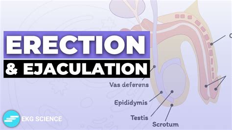 cumshots at work|Penis: Anatomy, Picture, Erection, and Ejaculation .